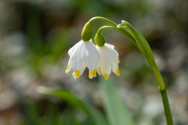 Beyaz çiçekler Yaz kar tanesi, Leucojum aestivum, beyaz çanlar, bahar çiçekleri.