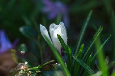 Bahçede beyaz çiçekler