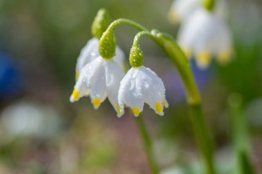 Beyaz çiçekler Yaz kar tanesi, Leucojum aestivum, beyaz çanlar, bahar çiçekleri.