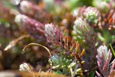 Bahçedeki güzel çiçekler
