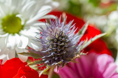 Bahçedeki güzel çiçekler 