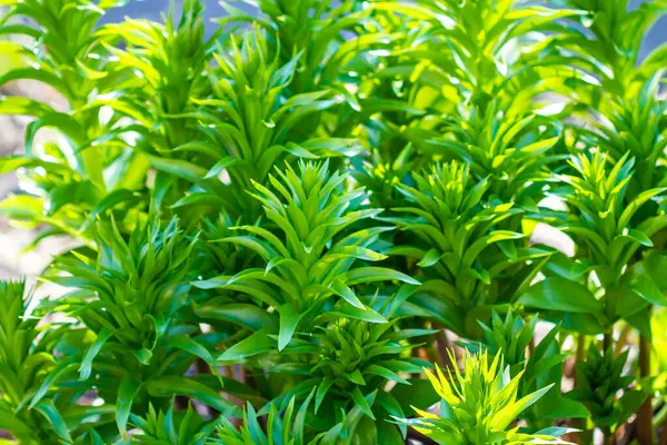 Bahçede güzel yeşil yapraklar 