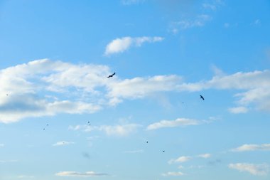 Mavi gökyüzü, beyaz bulutlar ve gökyüzünde uçan kuşlar.