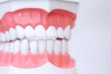 Tıp uzmanları için beyaz dişli üst ve alt çene modeli ve öğrencilerin tedavi, protez ve ortodonti hakkında öğrencilere öğretmek için.