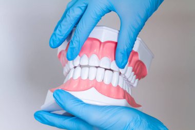 Tıp uzmanları için beyaz dişli üst ve alt çene modeli ve öğrencilerin tedavi, protez ve ortodonti hakkında öğrencilere öğretmek için.