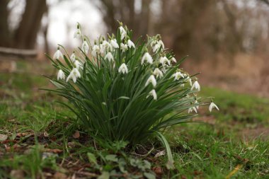 İlkbaharda kar taneleri