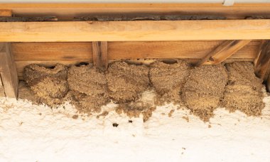 Yuvalar çatının altında