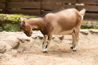 Çiftlikteki kahverengi keçi