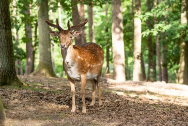 Ormandaki güzel geyik