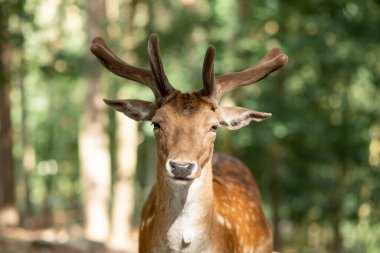 Ormandaki güzel geyik