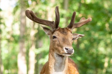 Ormandaki güzel geyik