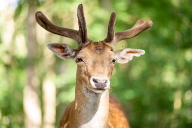 Ormandaki güzel geyik