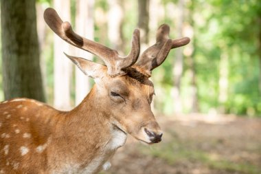 Ormandaki geyik portresi 