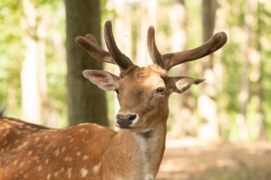 Ormandaki geyik portresi 