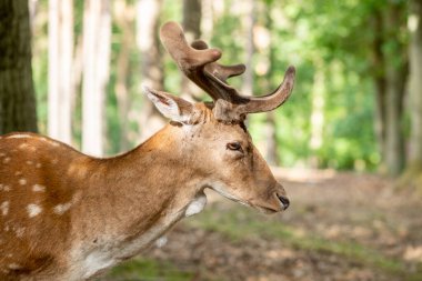 Ormandaki güzel geyik