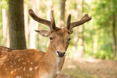 Ormandaki geyik portresi 