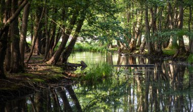 Güzel göl manzarası