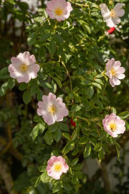 Bahçede pembe gül çiçekleri