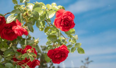 Mavi arkaplanlı kırmızı güller.