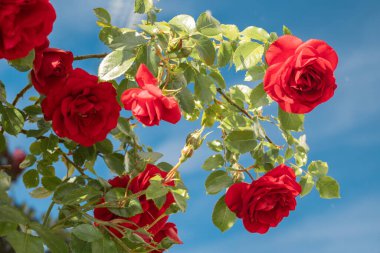 Baharda bahçede kırmızı güller.