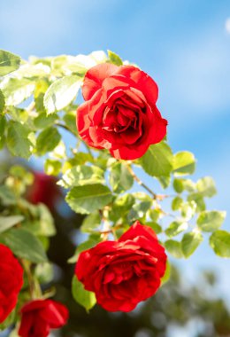 Yazın bahçede kırmızı güller.
