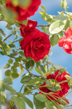 Bahçedeki çalılıklarda kırmızı güller