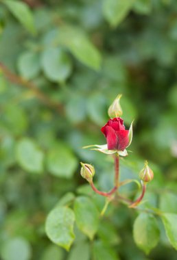 Bahçede güzel bir gül