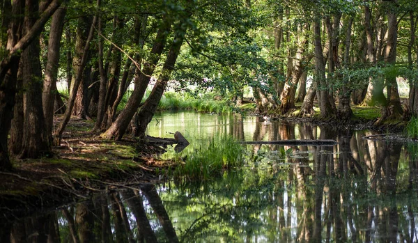 Güzel göl manzarası