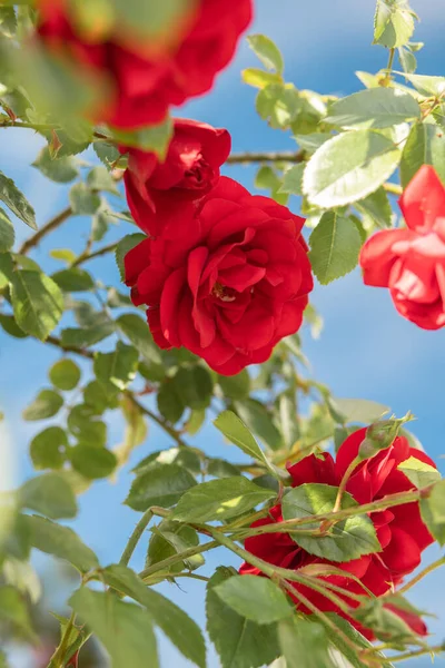 Bahçedeki çalılıklarda kırmızı güller