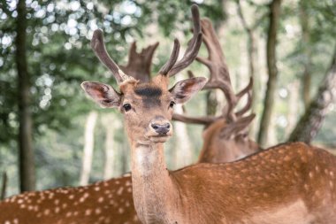 Ormandaki geyik portresi 