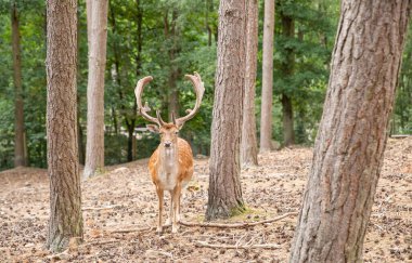 Ormandaki geyik portresi 