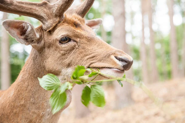 Deer Portrait Spotted Red Deer Wild — Stock Photo, Image
