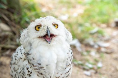 Old white spotted owl in the wild, nocturnal predator and hunter.