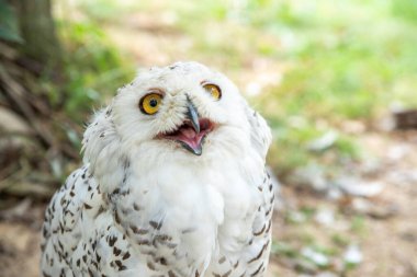 Old white spotted owl in the wild, nocturnal predator and hunter.