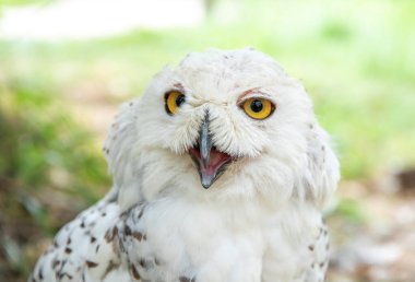Old white spotted owl in the wild, nocturnal predator and hunter.