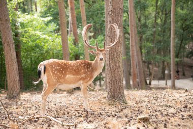 Spotted red deer in the wild, animals in the reserve.
