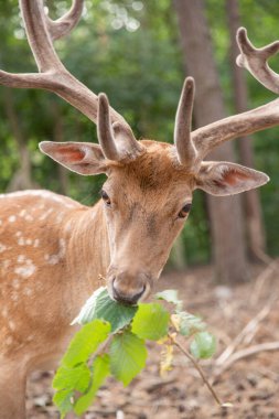 Deer muzzle close-up while the animal is feeding, selective sharpness, focus on the deer's nose.