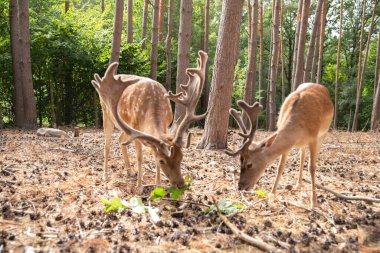 Ormandaki geyik portresi 