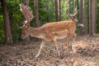Spotted red deer in the wild, animals in the reserve.