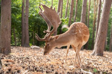 Spotted red deer in the wild, animals in the reserve.