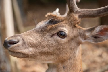Ormandaki geyik portresi 