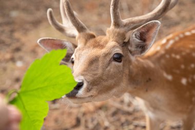 Deer muzzle close-up while the animal is feeding, selective sharpness, focus on the deer's nose.