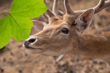 Deer muzzle close-up while the animal is feeding, selective sharpness, focus on the deer's nose.