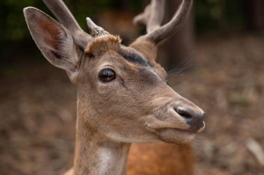 Deer muzzle close-up while the animal is feeding, selective sharpness, focus on the deer's nose.