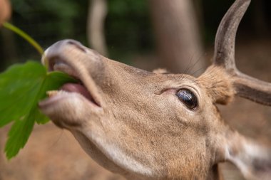 Deer muzzle close-up while the animal is feeding, selective sharpness, focus on the deer's nose.