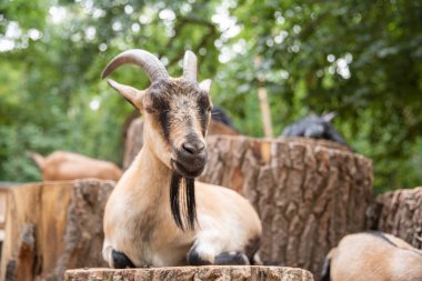 Çiftlikteki bir keçinin yakın çekimi.