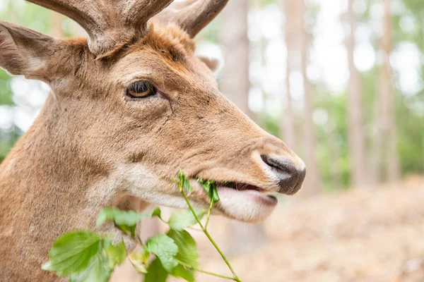 Deer Portrait Spotted Red Deer Wild — Stock Photo, Image
