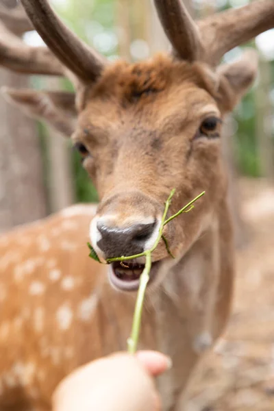 Deer Portrait Spotted Red Deer Wild —  Fotos de Stock