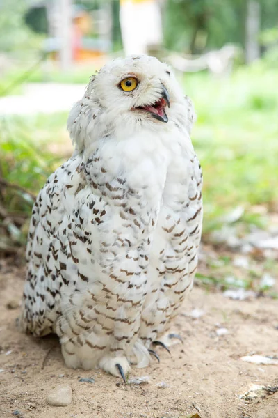 Old White Spotted Owl Wild Nocturnal Predator Hunter — Fotografia de Stock