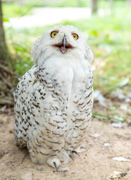 Old White Spotted Owl Wild Nocturnal Predator Hunter — Stock Photo, Image